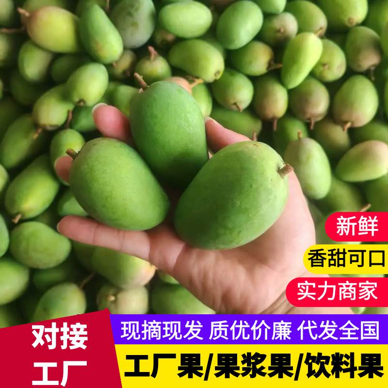 芒果工厂果/果浆果/饮料果产地直发对接工厂等