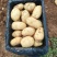 山东肥城土豆荷兰十五土豆对接全国电商市场商超可视频