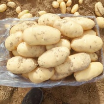 山东肥城土豆黄皮黄心土豆一手货源长期大量供应