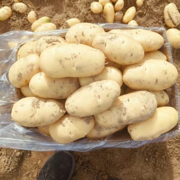 山东肥城土豆黄皮黄心土豆一手货源长期大量供应