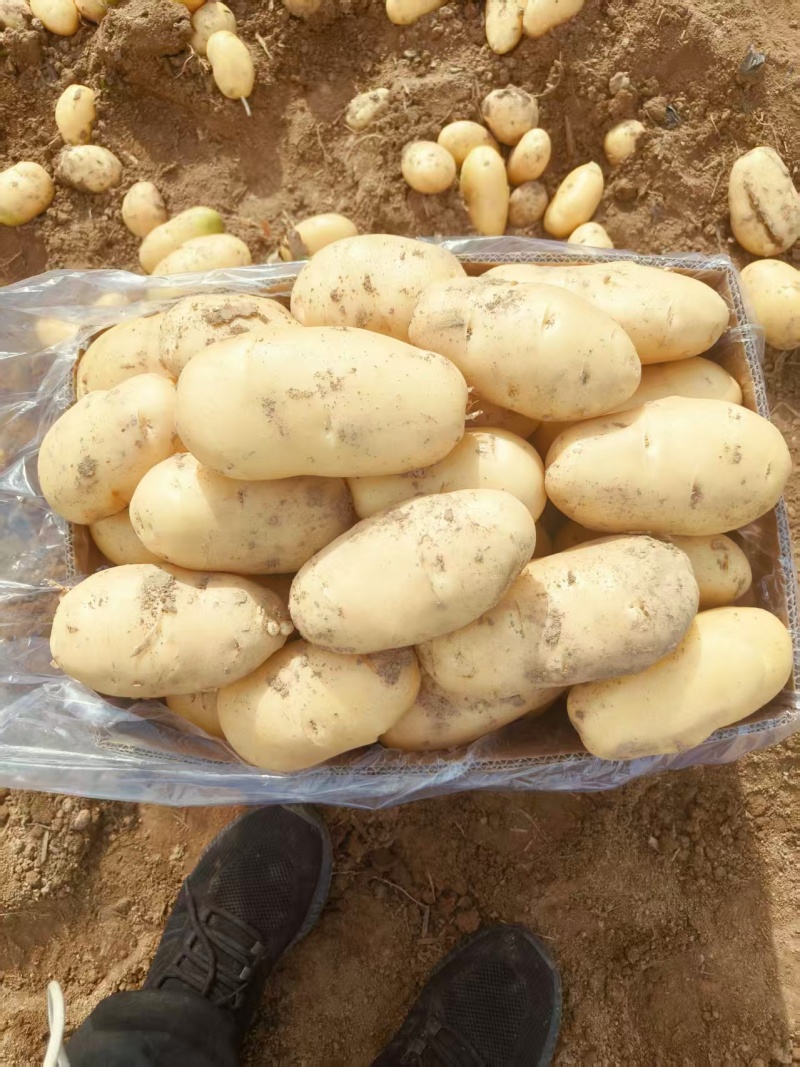 山东肥城土豆黄皮黄心土豆一手货源长期大量供应