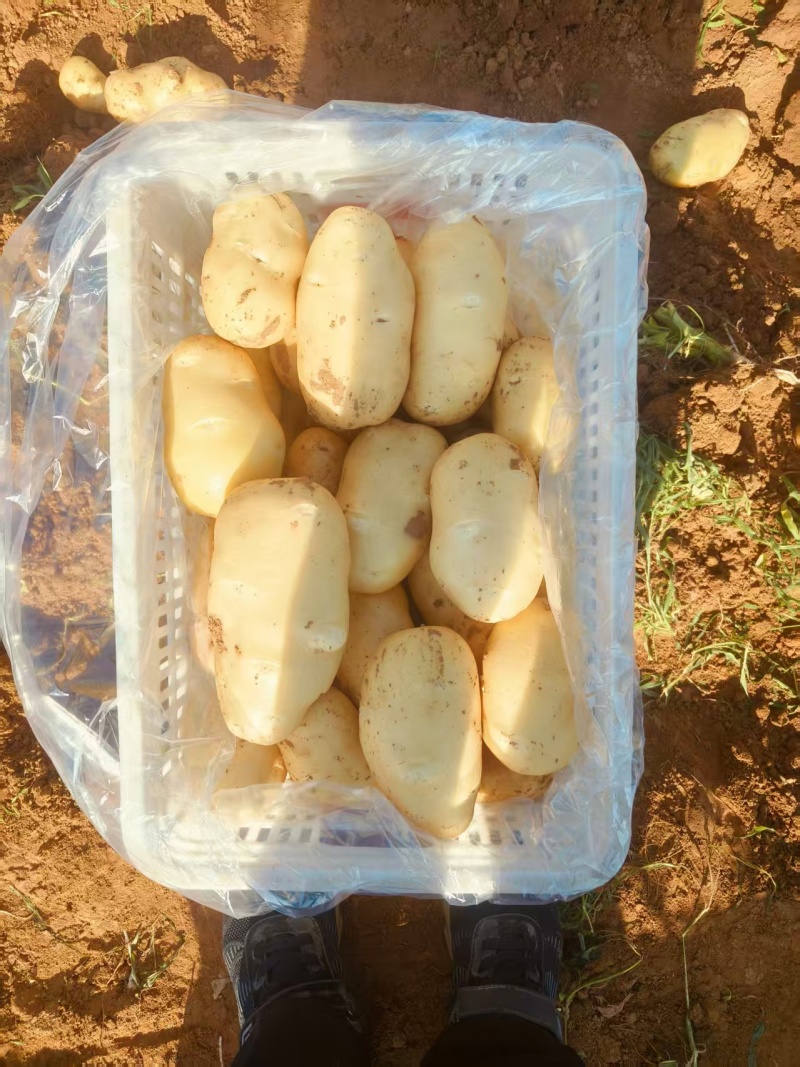 山东肥城土豆黄皮黄心土豆一手货源长期大量供应