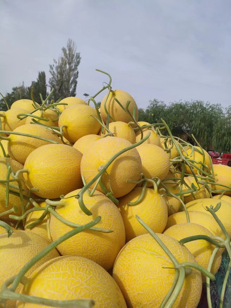 东方蜜甜瓜种植基地，对接批发采购电商商超代收代发直播等