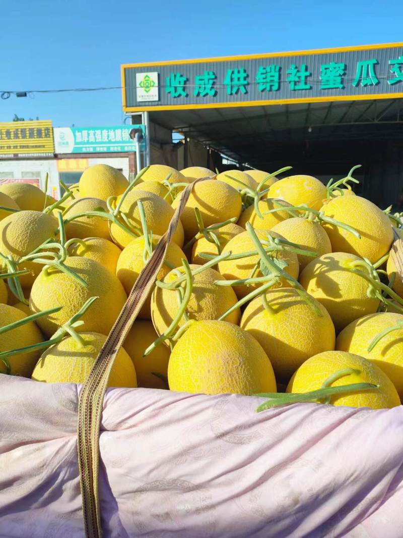 东方蜜甜瓜种植基地，对接批发采购电商商超代收代发直播等