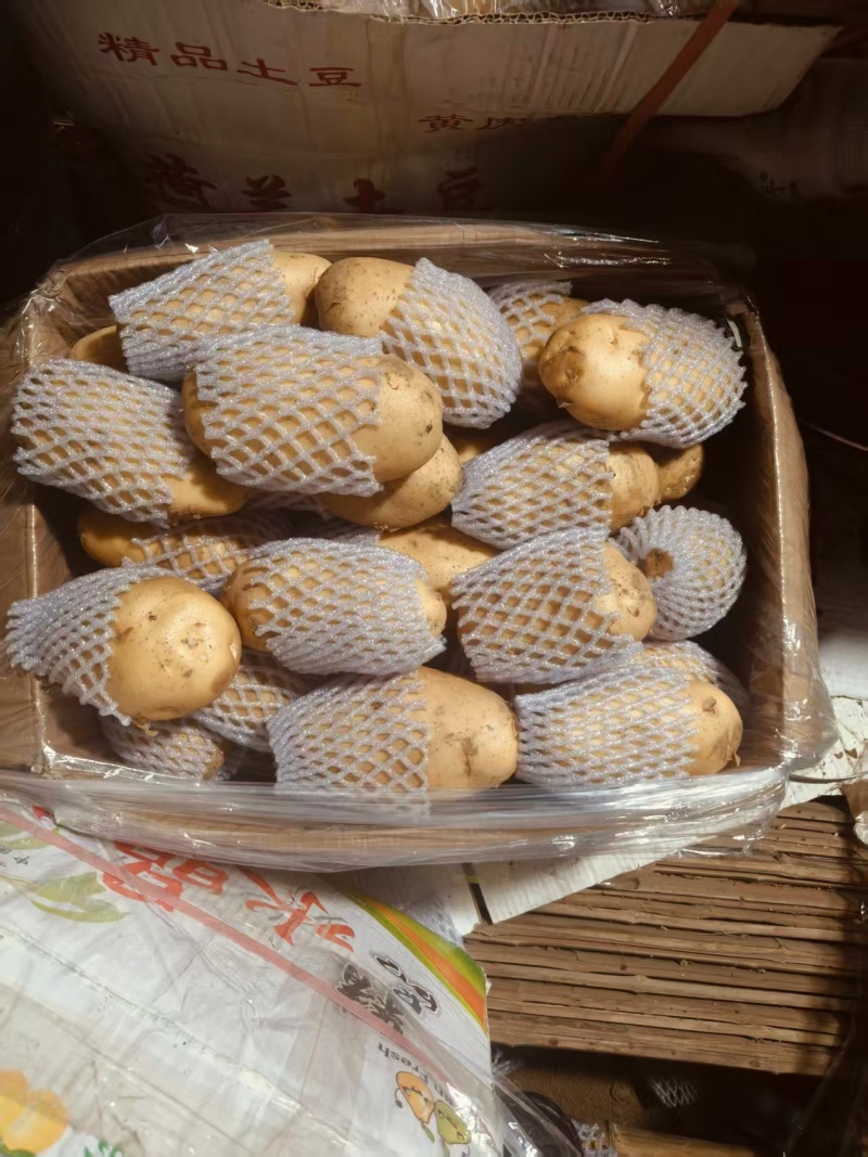 山东肥城土豆黄皮黄心土豆一手货源长期大量供应