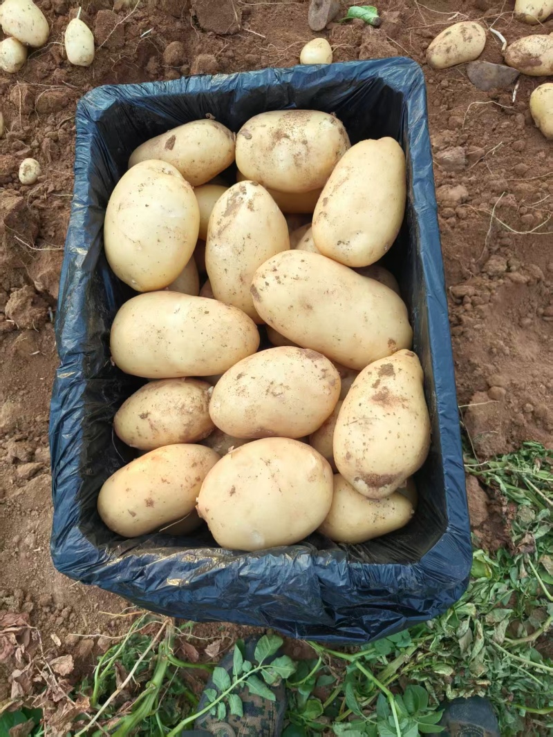 山东肥城土豆黄皮黄心土豆一手货源长期大量供应