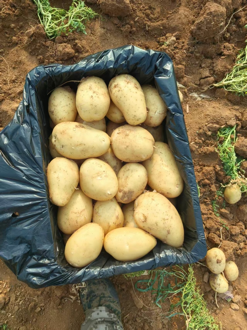 山东肥城土豆黄皮黄心土豆一手货源长期大量供应