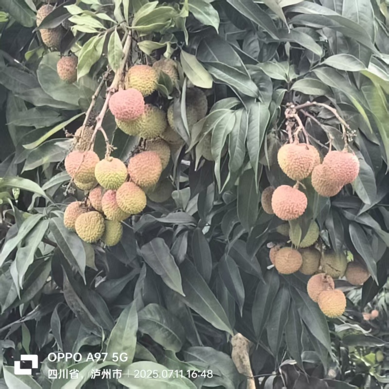 精品妃子笑荔枝，包邮到家，一手货源，品质保证，欢迎选购