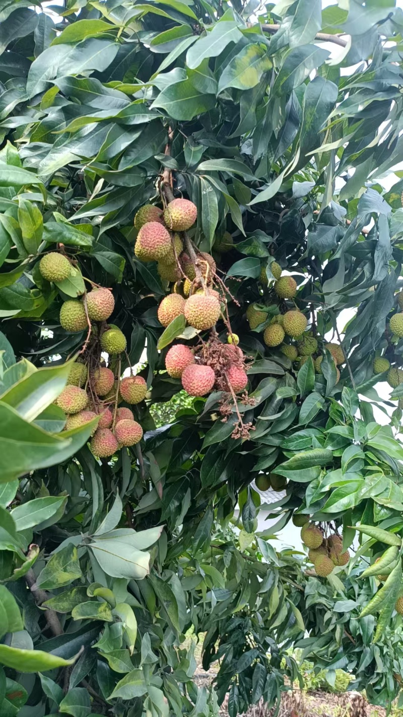 精品妃子笑荔枝，包邮到家，一手货源，品质保证，欢迎选购