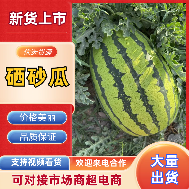 宁夏中卫硒砂瓜石缝瓜现摘现发量大从优品质保证
