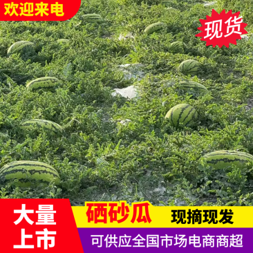 【实力供货】硒砂瓜宁夏石头瓜石缝瓜包熟包甜基地直发