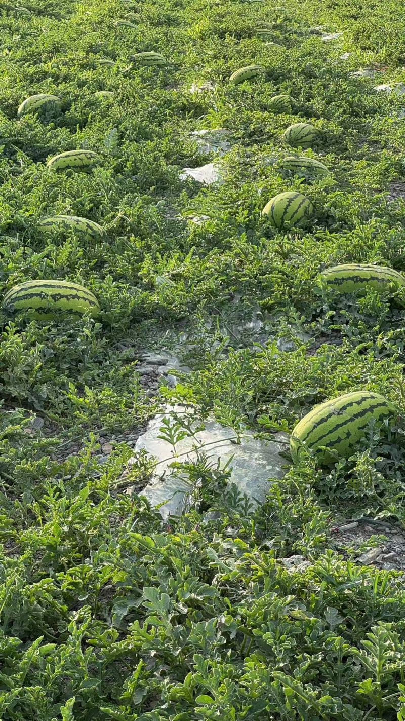 硒砂瓜宁夏西瓜中卫硒砂瓜基地直发供应电商商超市场