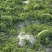 硒砂瓜中卫硒砂瓜包熟包甜基地直发欢迎来电咨询