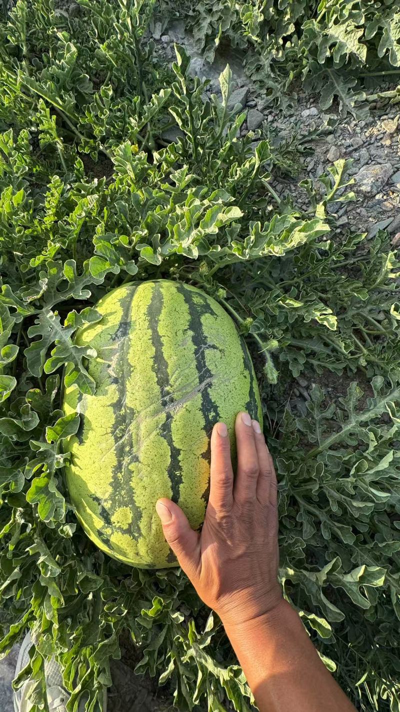 硒砂瓜中卫硒砂瓜包熟包甜基地直发欢迎来电咨询