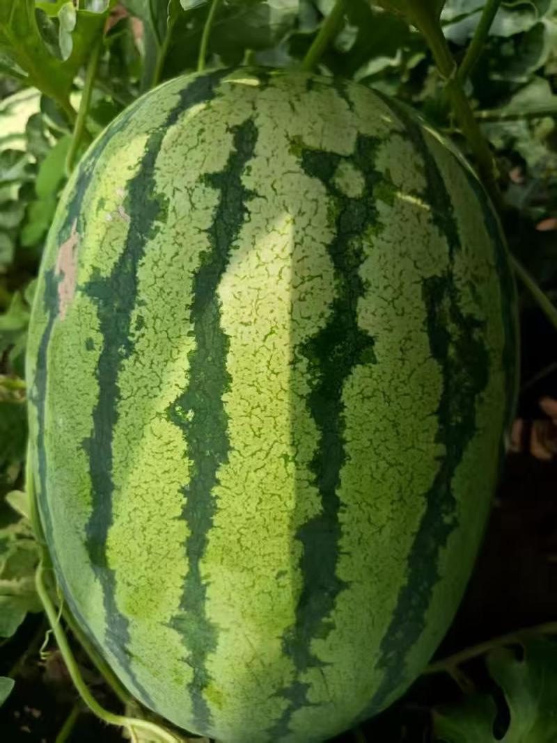 西瓜