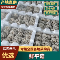 平菇，基地直供新鲜平菇，价格优势，日供应量稳定全国发货，