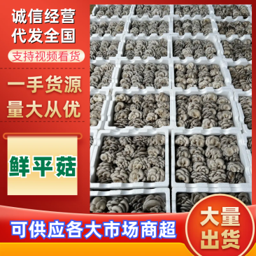 平菇，基地直供新鲜平菇，品质菌肉厚实，鲜嫩每日均可发货，