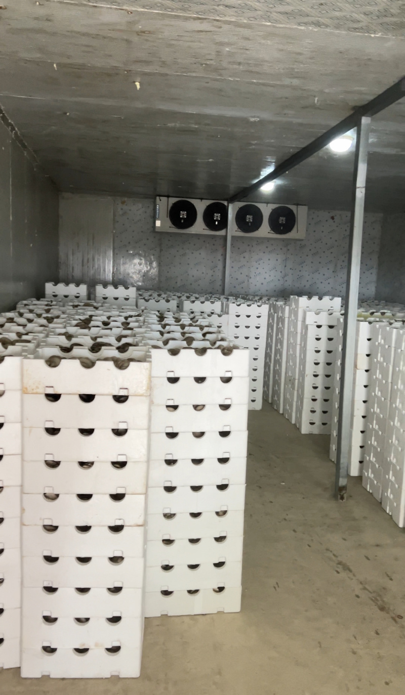 平菇，基地直供新鲜平菇，品质菌肉厚实，鲜嫩每日均可发货，