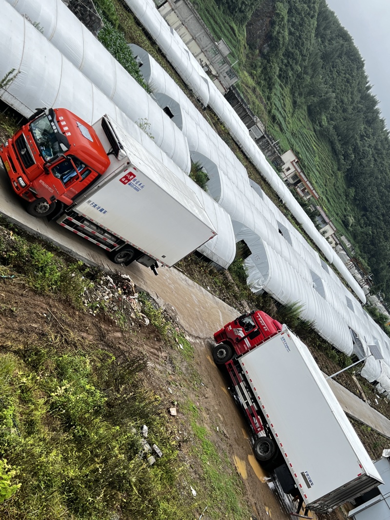 平菇，基地直供新鲜平菇，品质菌肉厚实，鲜嫩每日均可发货，