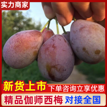 精品新疆法兰西梅质量保证量大从优诚信经营欢迎咨询