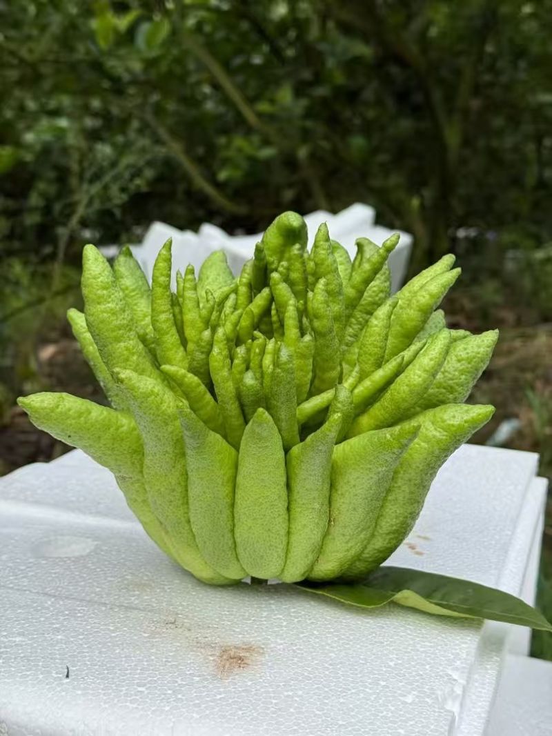 佛手柑观赏果大量上新乐山种植基地直供质量保证全国发货