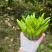 佛手柑观赏果大量上新乐山种植基地直供质量保证全国发货