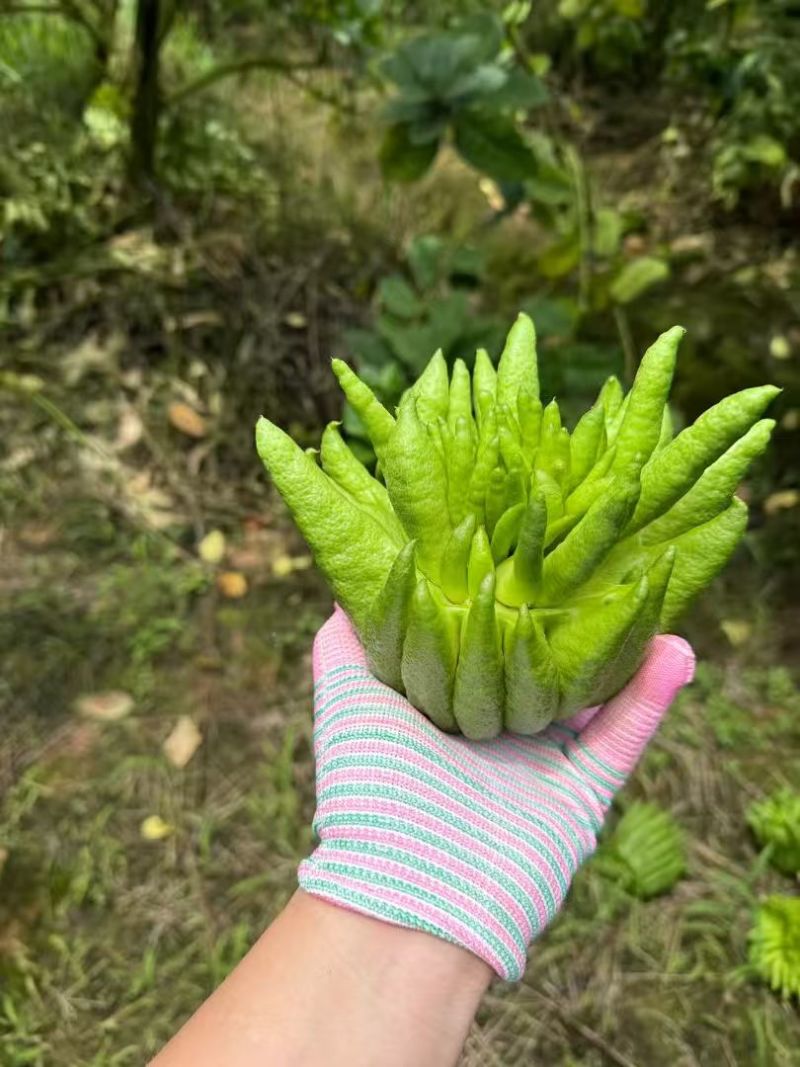 佛手柑观赏果大量上新乐山种植基地直供质量保证全国发货