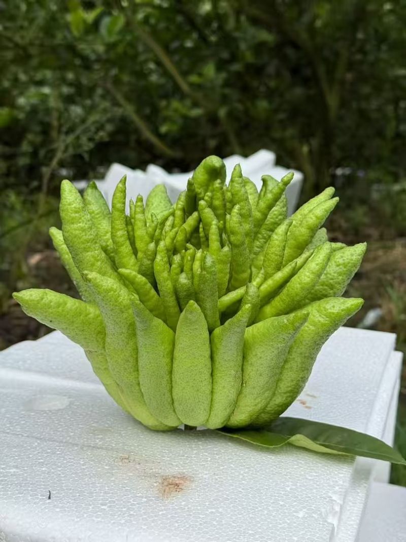 佛手柑观赏果大量上新乐山种植基地直供质量保证全国发货