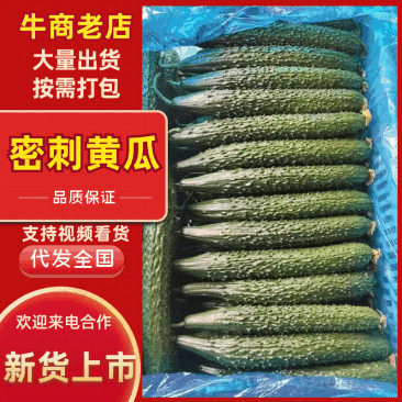 山东精品密刺黄瓜，青瓜，旱黄瓜，水果黄瓜，规格齐全。