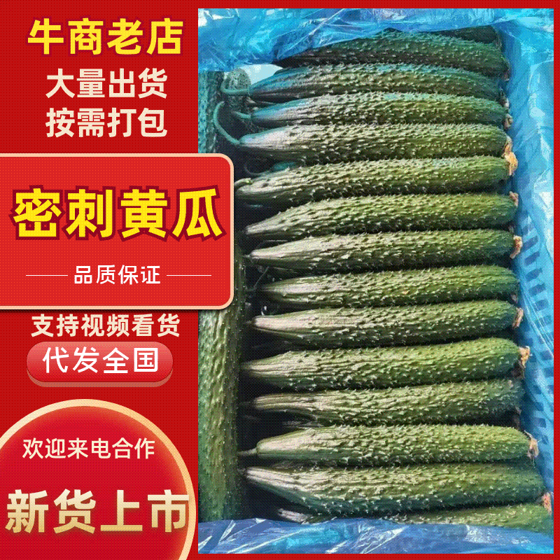 山东精品密刺黄瓜，青瓜，旱黄瓜，水果黄瓜，规格齐全。