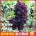 平邑精品茉莉香葡萄口感香甜软糯色泽鲜艳全国支持视屏看货