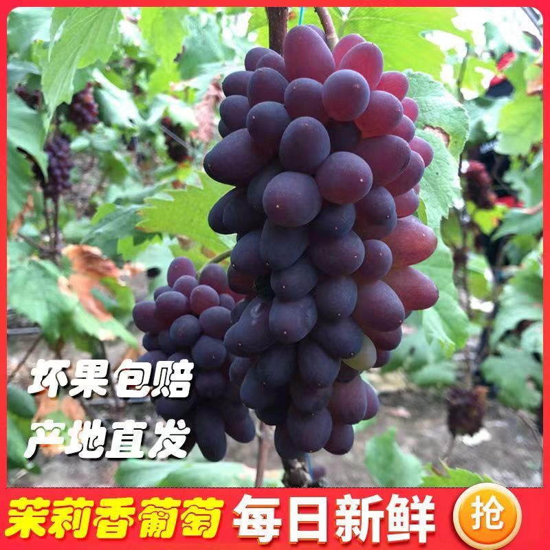平邑精品茉莉香葡萄口感香甜软糯色泽鲜艳全国支持视屏看货