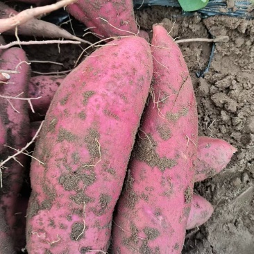 《实力》济薯26大量有货对接各大平台可视频看货