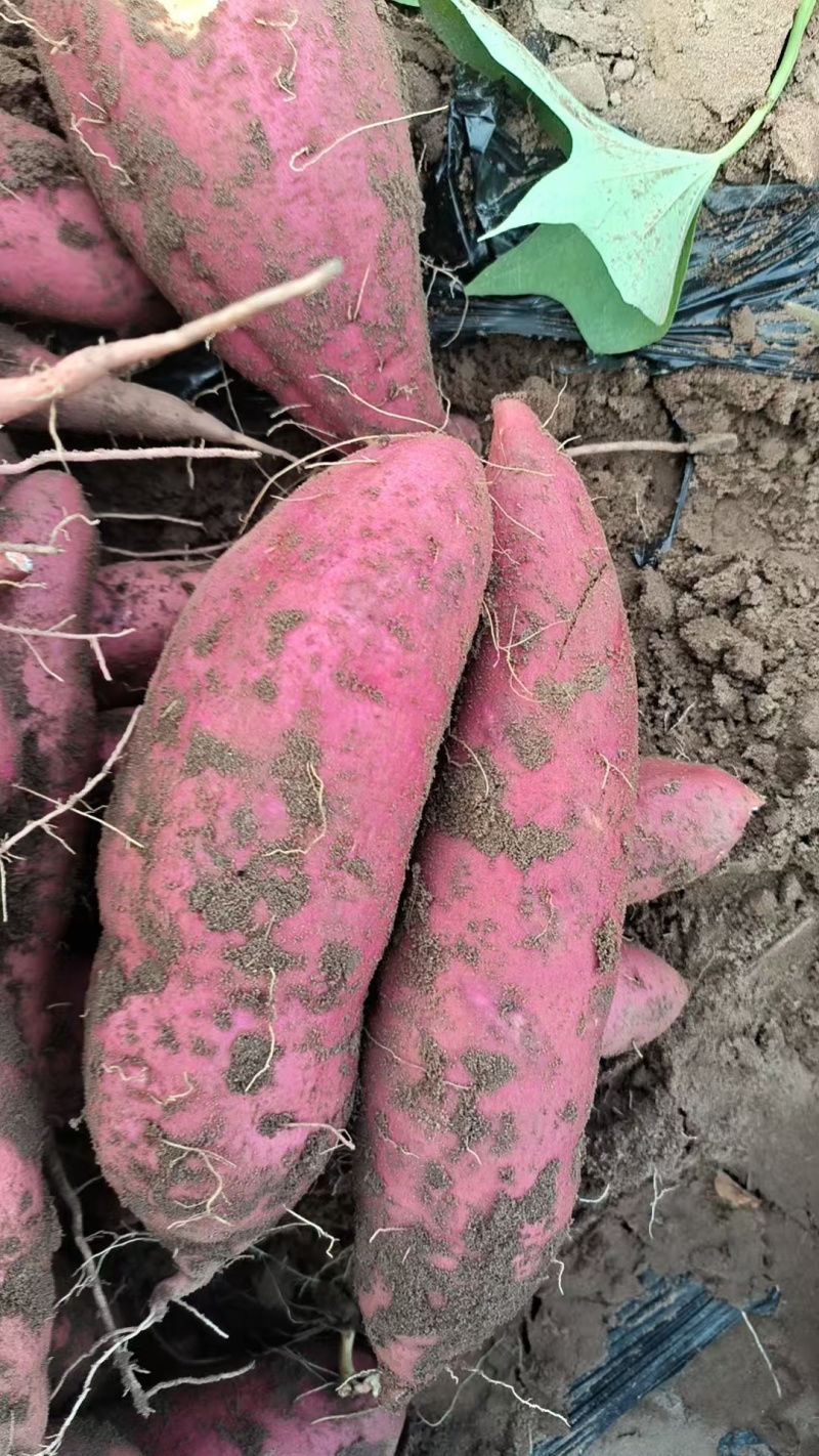《实力》济薯26大量有货对接各大平台可视频看货