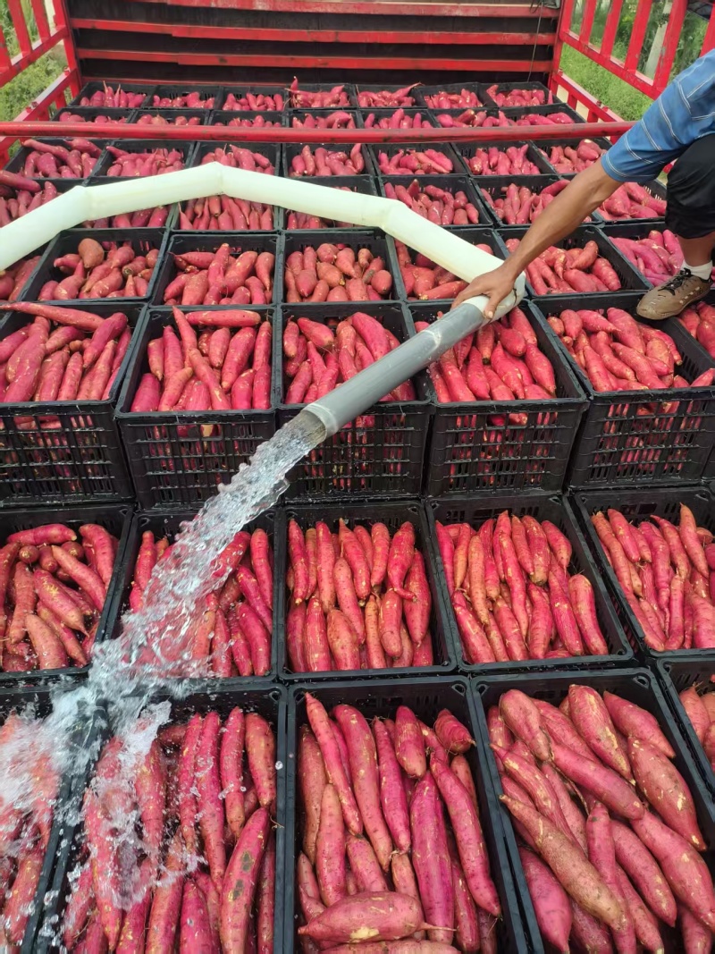 《实力》济薯26大量有货对接各大平台可视频看货