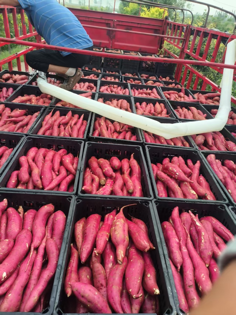 《实力》济薯26大量有货对接各大平台可视频看货