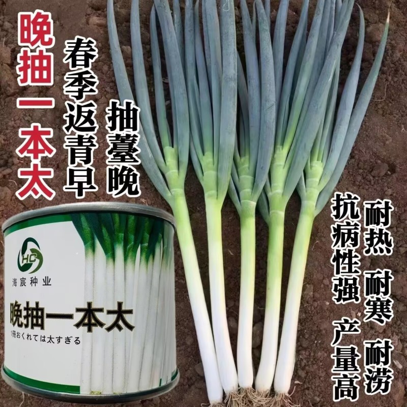 晚抽一本太大葱种子耐热耐寒耐涝山东大葱种籽钢葱种子抽苔晚