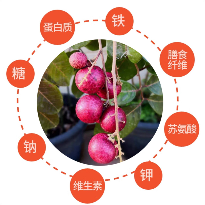 浙江楠木叶荔枝苗批发香蜜早荔枝树小杯苗裸根扦插苗