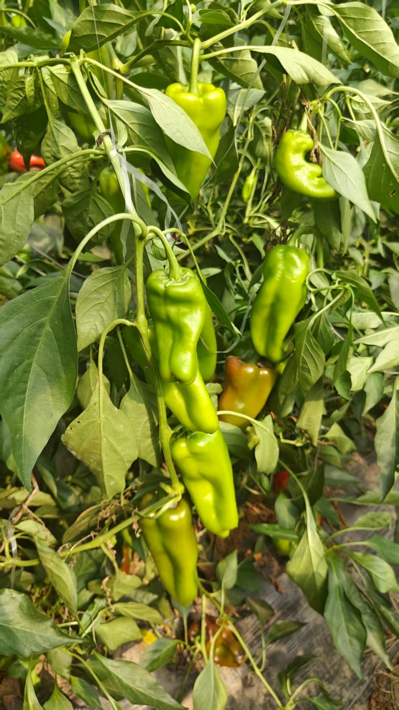 大棚红泡椒