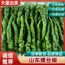 山东螺丝椒鲜辣椒产地一手发货电商批发市场超市