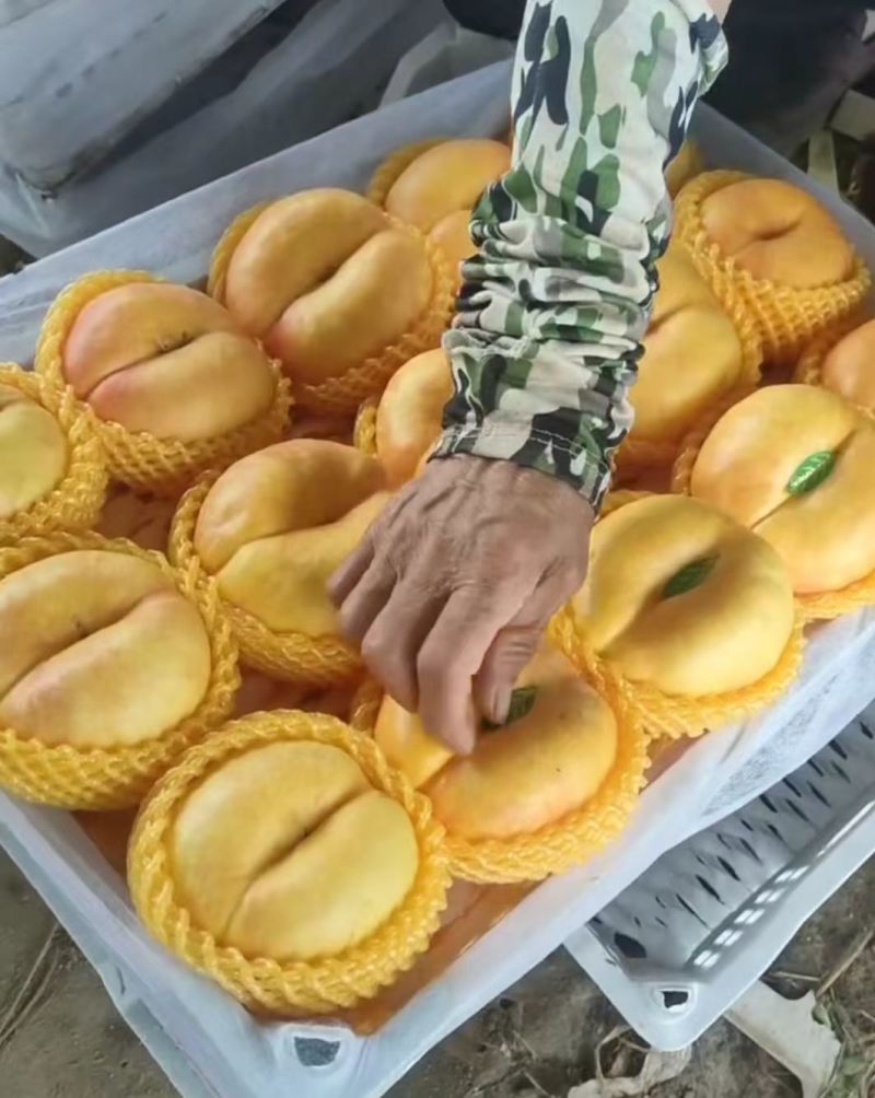 河北油蟠桃九号大量上市口感脆甜个头大，量大从优
