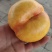 河北油蟠桃九号大量上市口感脆甜个头大，量大从优