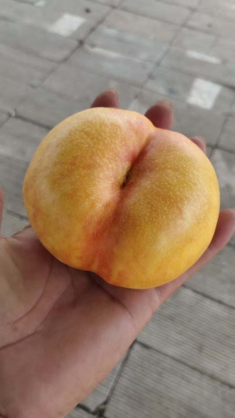 河北油蟠桃九号大量上市口感脆甜个头大，量大从优