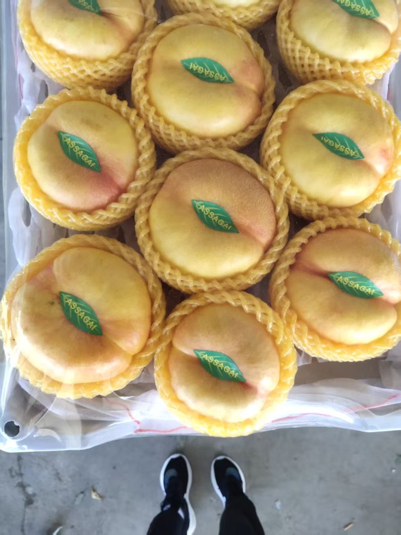 河北油蟠桃九号大量上市口感脆甜个头大，量大从优