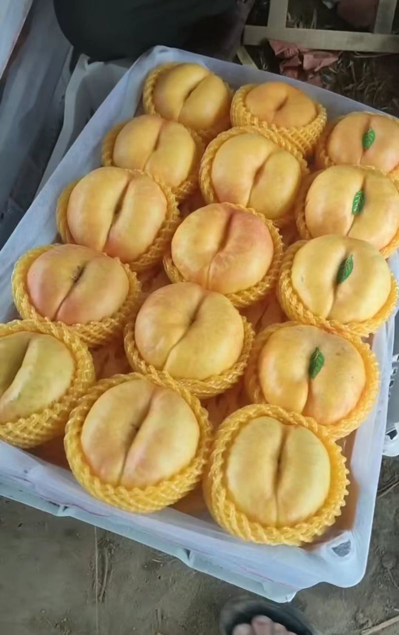 河北油蟠桃九号大量上市口感脆甜个头大，量大从优