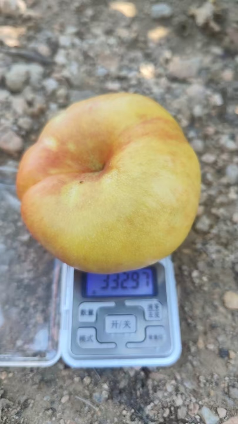 河北油蟠桃九号大量上市口感脆甜个头大，量大从优