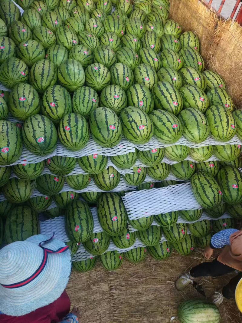 【正在热卖】宁夏硒砂瓜石头瓜清甜可口价格美丽质量好走货快