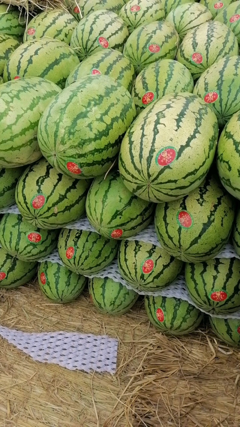【正在热卖】宁夏硒砂瓜石头瓜清甜可口价格美丽质量好走货快