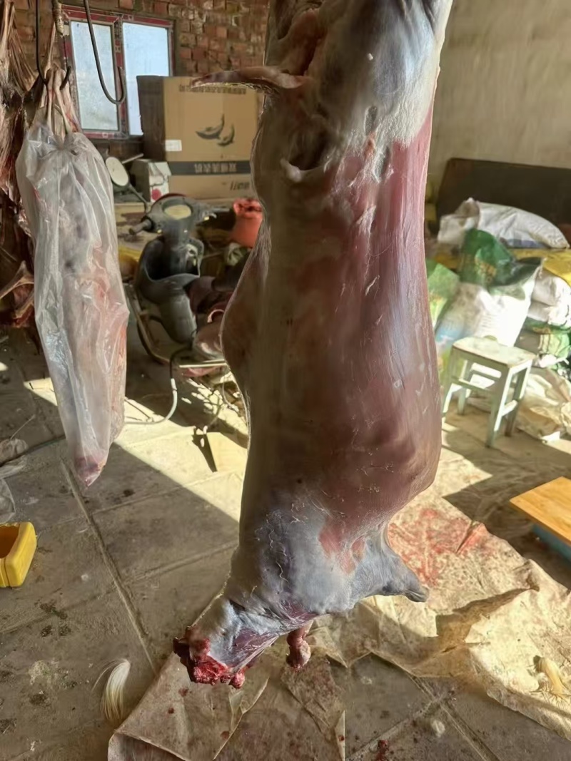 绵羊肉内蒙羊肉草原羊肉肉质紧实鲜嫩不喂饲料添加剂