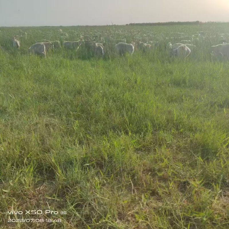 绵羊肉内蒙羊肉草原羊肉肉质紧实鲜嫩不喂饲料添加剂